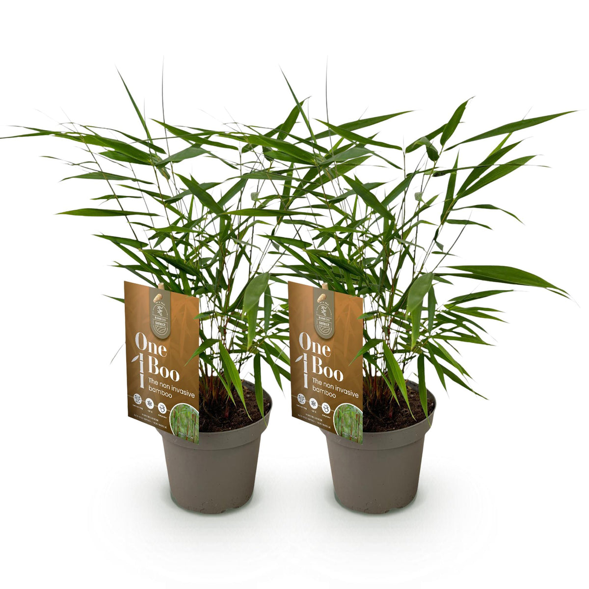 Fargesia scabrida Asian Wonder, 35 cm hoog, detail van het blad