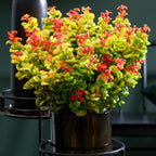 Leucothoe Curly Gold, plant in pot