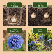Blauwe sierui Allium caeruleum bloembollen, foto 4
