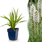 Lampenkruid Liatris spicata Alba wit