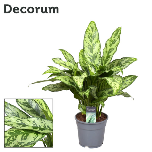 Productafbeelding van Pureplant