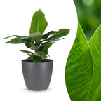 Musa Oriental Dwarf - Dwergbanaan met grijze pot, detail van het blad