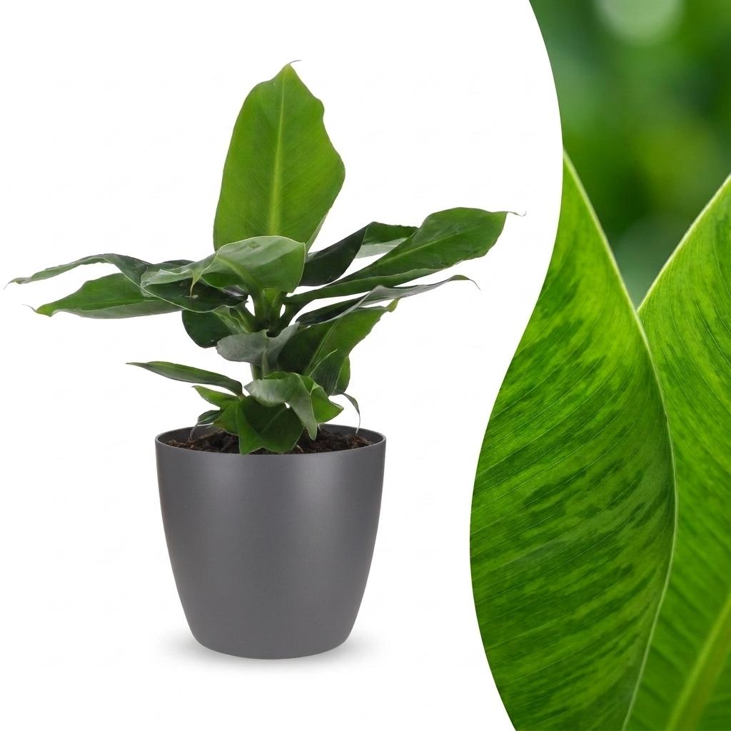 Musa Oriental Dwarf - Dwergbanaan met grijze pot, detail van het blad