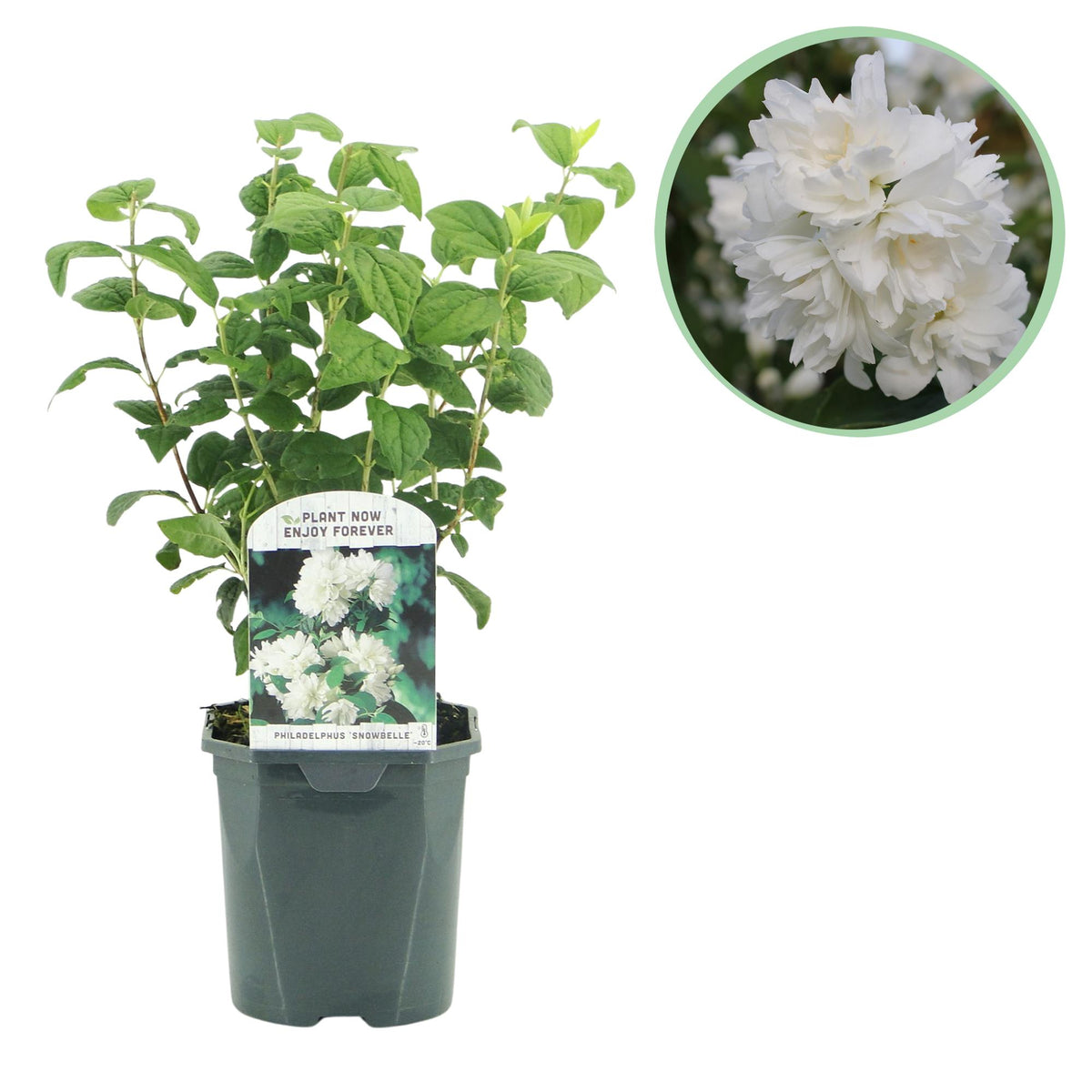 Philadelphus Snowbelle, plant in pot