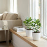 Clusia Princess met witte pot