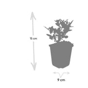 Aster ageratoides &