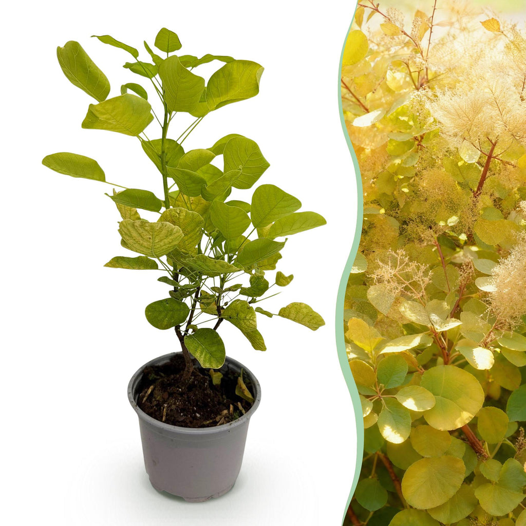 Cotinus coggyria Golden Spirit, gezonde plant