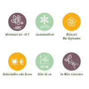 Alchemilla mollis - Vrouwenmantel - Bodembedekkend - Geel - 6 Planten