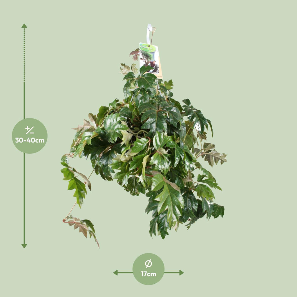 Detailfoto van Cissus Rhombifolia Ellen Danica