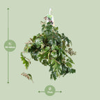 Detailfoto van Cissus Rhombifolia Ellen Danica