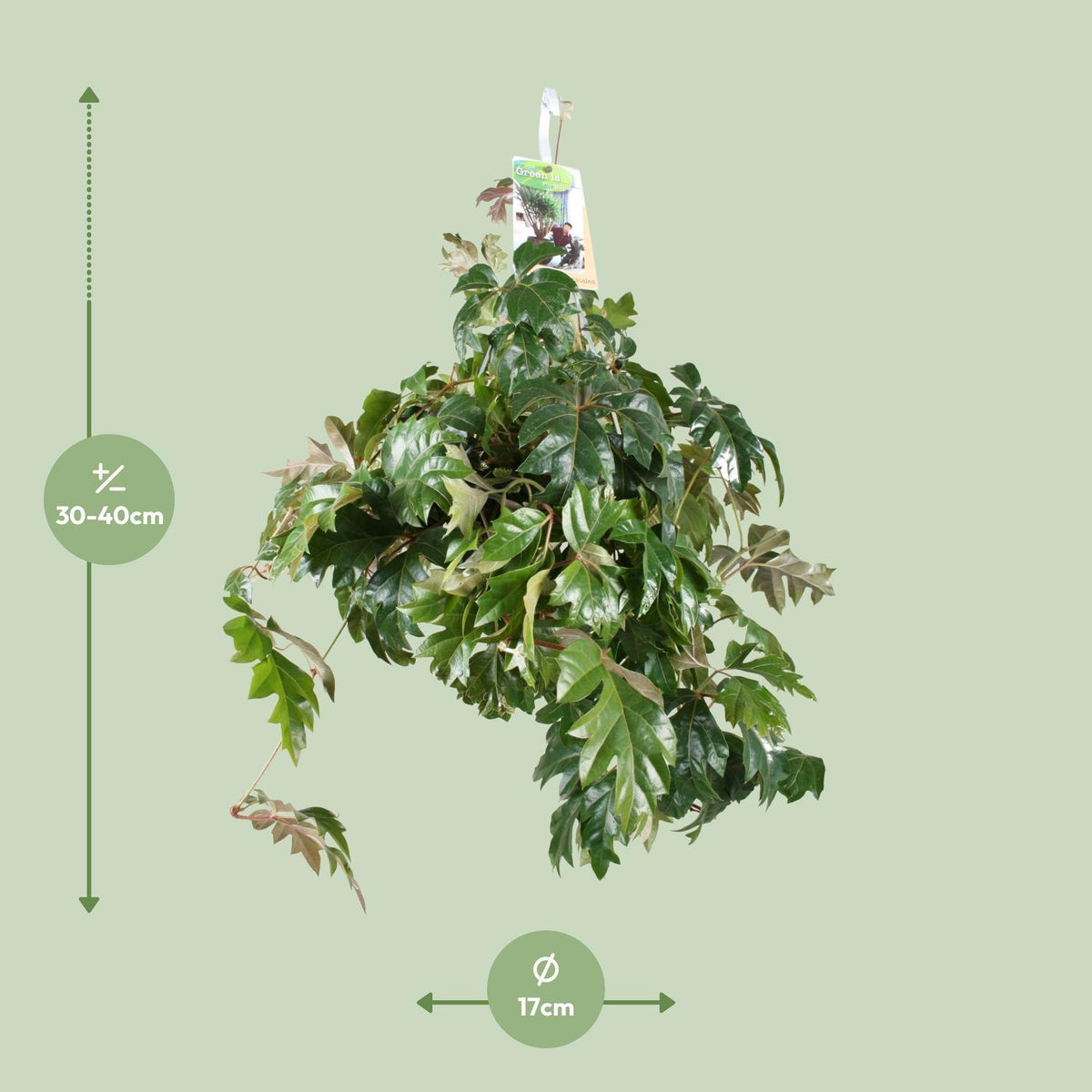 Detailfoto van Cissus Rhombifolia Ellen Danica