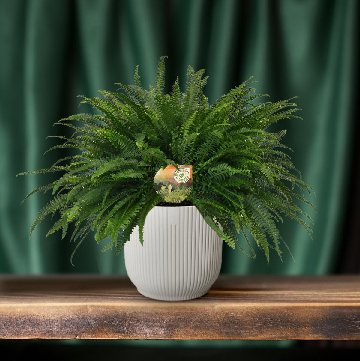 Nephrolepis Green Lady, plant in pot