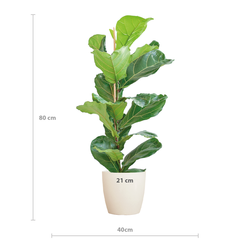 Ficus Lyrata met witte pot, kenmerkend blad