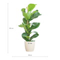 Ficus Lyrata met witte pot, kenmerkend blad