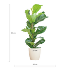 Ficus Lyrata met witte pot, kenmerkend blad
