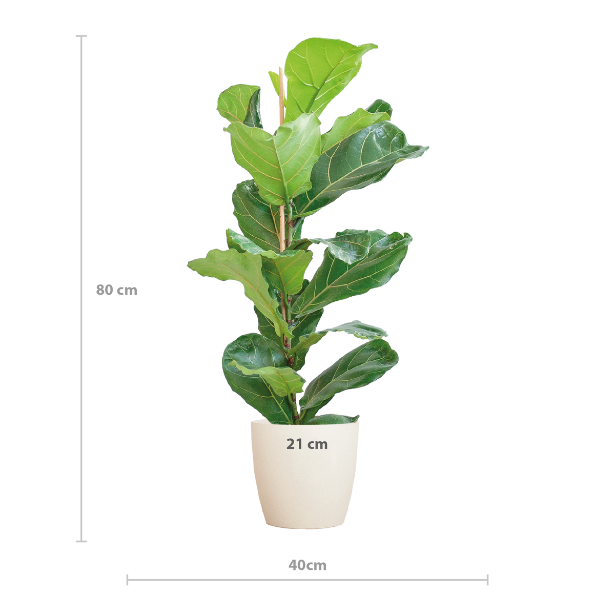 Ficus Lyrata met witte pot, kenmerkend blad