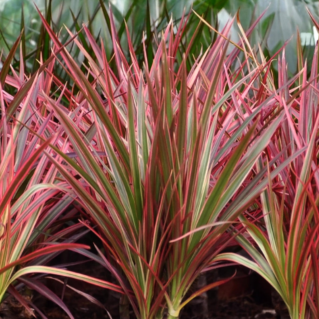 Dracaena Magenta, groeiwijze van de plant