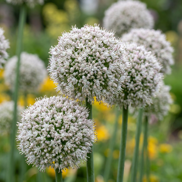 Sierui Allium &