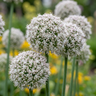 Sierui Allium 'Ping Pong' bloembollen, wit