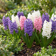 Hyacint pastel mix bloembollen, foto 2