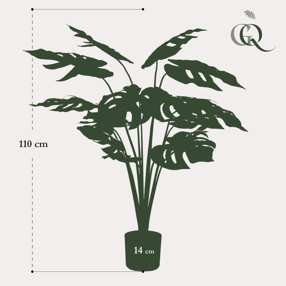 Monstera Deliciosa, groeiwijze van de plant