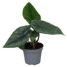 Alocasia scalprum - smalbladig olifantsoor - babyplant Ø6 cm