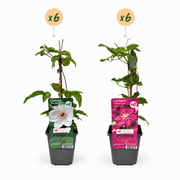 Clematis duo roze en wit - bosrank - set van 12 - Ø9 cm