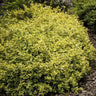 12x Euonymus fort. 'Emerald 'n Gold’