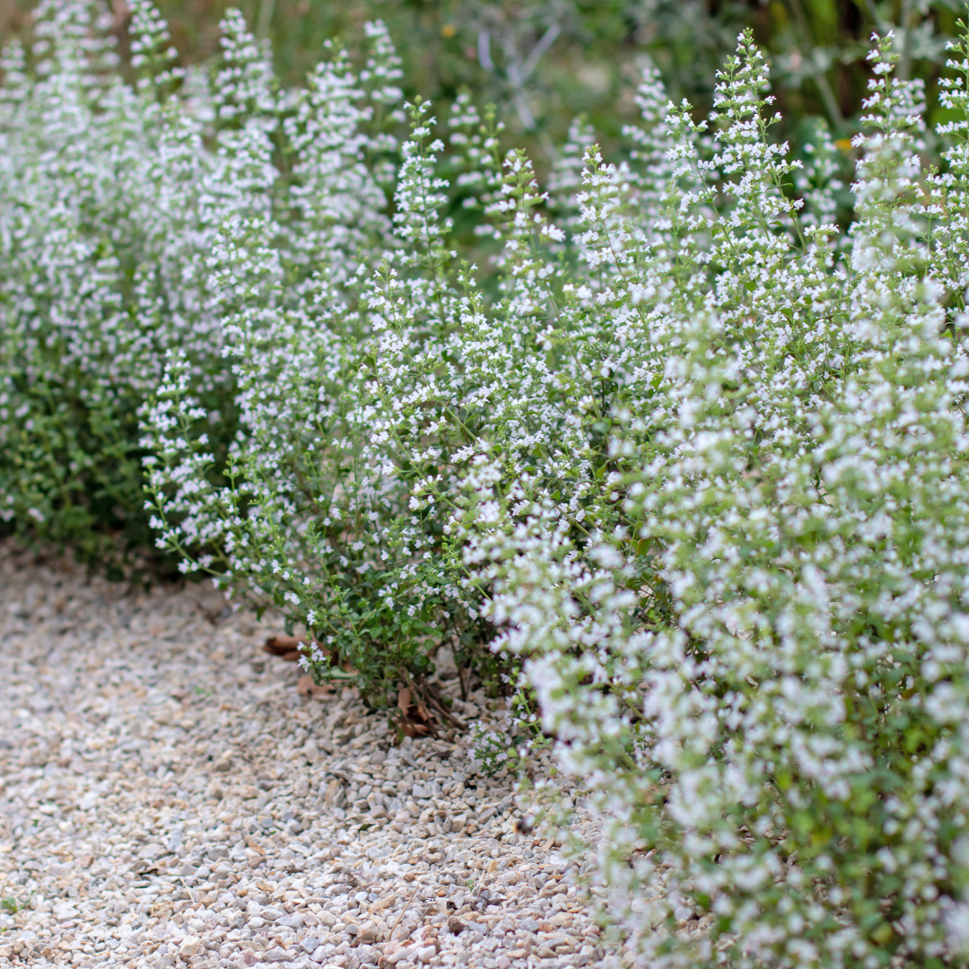 Calamintha n. nepeta, sierlijke plant