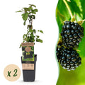 2x Bramenplant Black Satin, fruitgewas voor de tuin, plant in pot