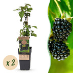 2x Bramenplant Black Satin, fruitgewas voor de tuin, plant in pot