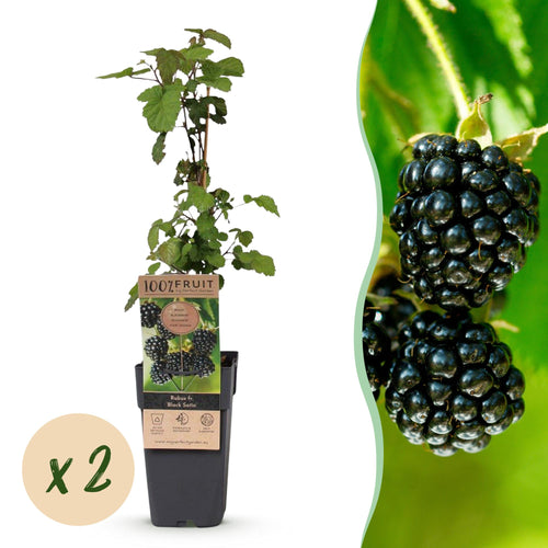 2x Bramenplant Black Satin, fruitgewas voor de tuin, plant in pot
