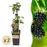 2x Bramenplant Black Satin, fruitgewas voor de tuin