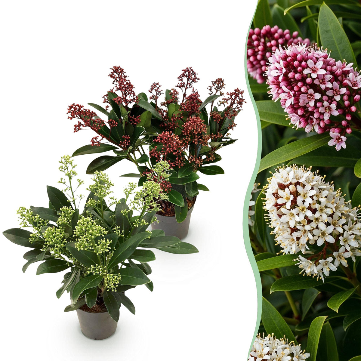 Skimmia japonica Duo, detail van het blad