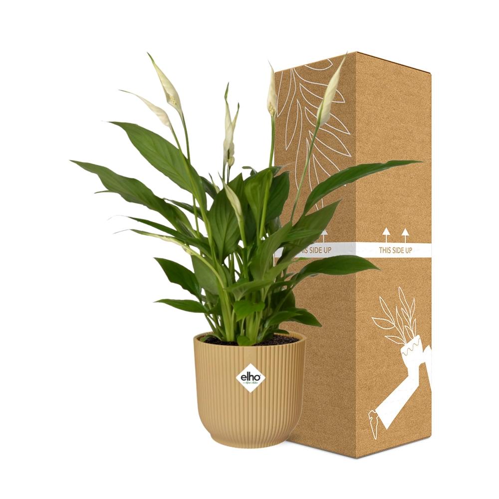 Detailfoto van Spathiphyllum Torelli in ELHO Vibes Fold geel