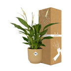 Detailfoto van Spathiphyllum Torelli in ELHO Vibes Fold geel