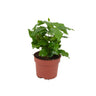 Coffea Arabica, 20-25 cm hoog