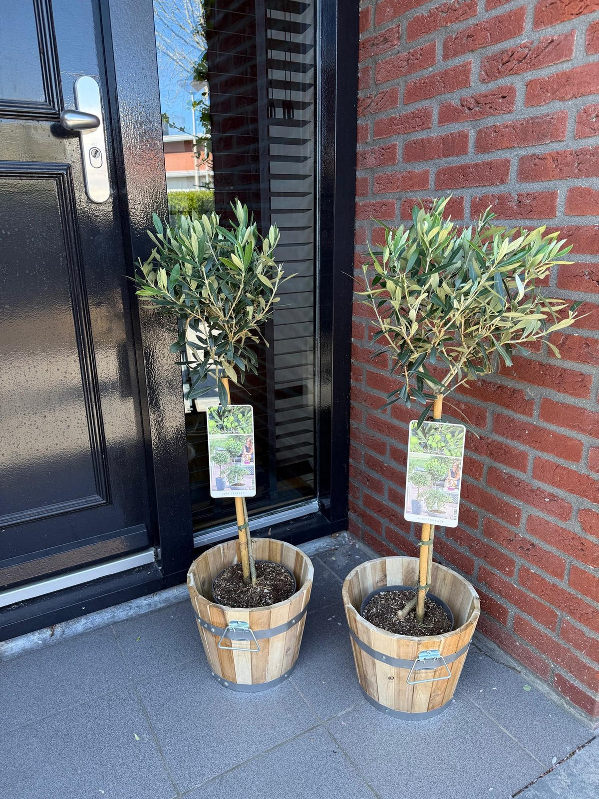 Olea Europaea, groeiwijze van de plant