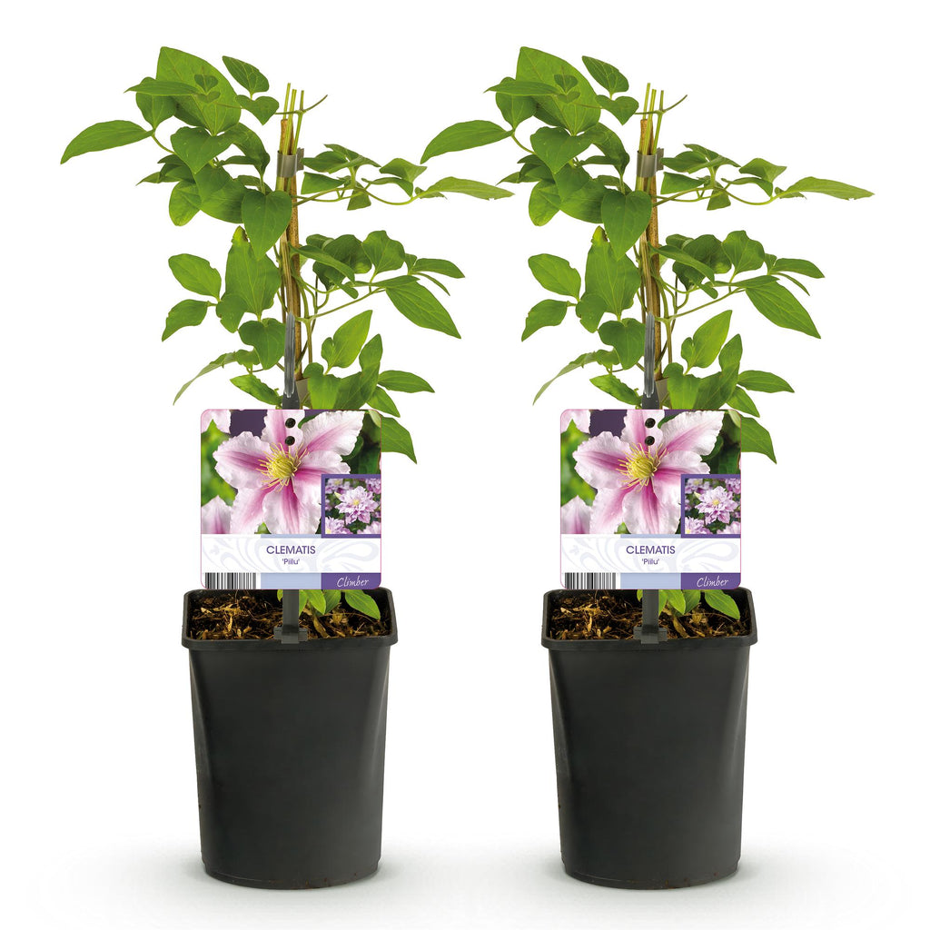 Productafbeelding van Pureplant