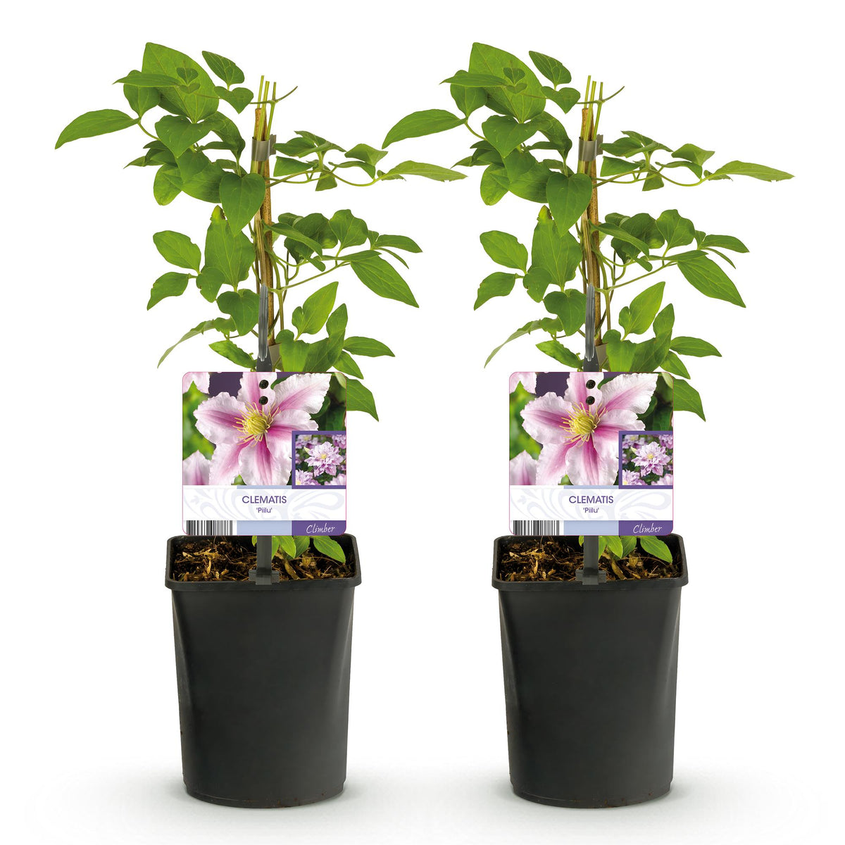 Productafbeelding van Pureplant