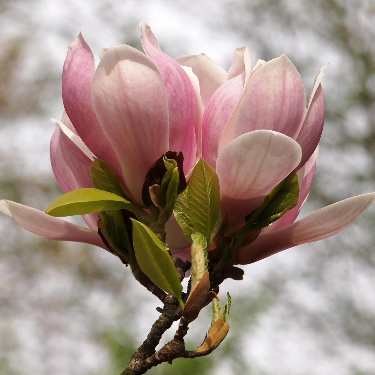 Magnolia Soulangiana, kenmerkend blad