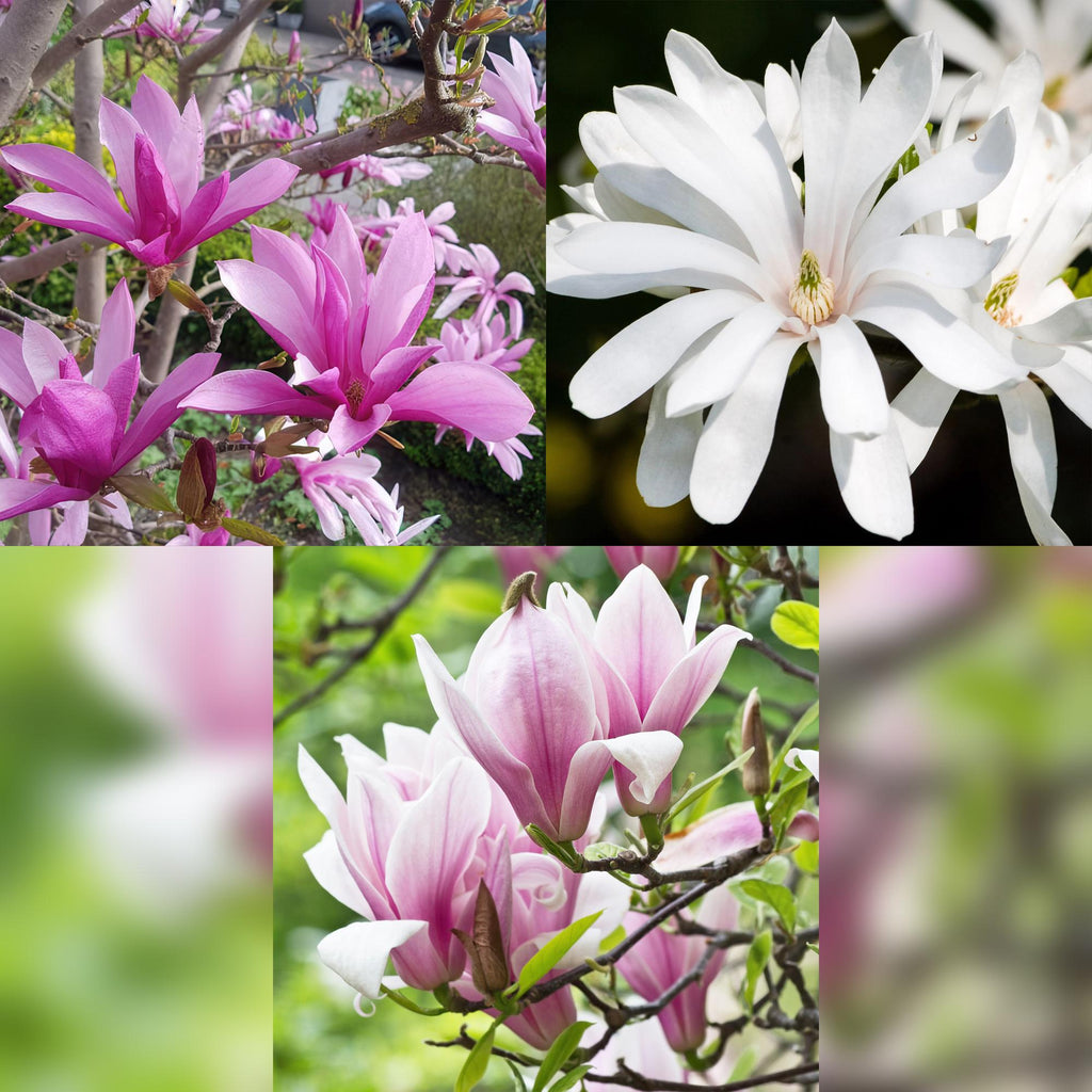 Magnolia Tricolour, kenmerkend blad
