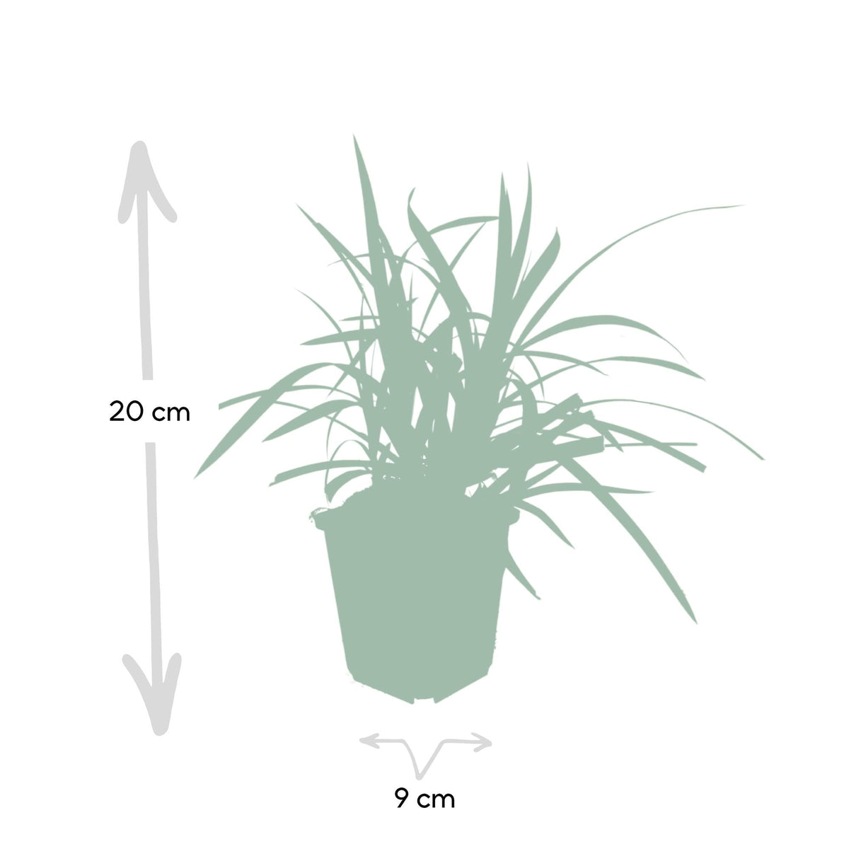 Carex morrowii 'Irish Green', kenmerkend blad