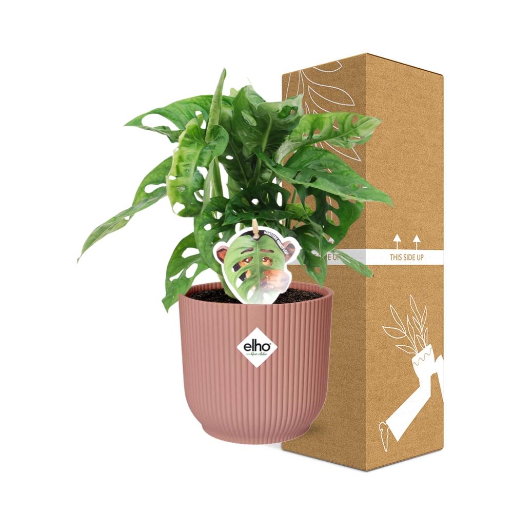 Detailfoto van Monstera ‘Monkey Leaf’ in ELHO Vibes Fold 14cm roze