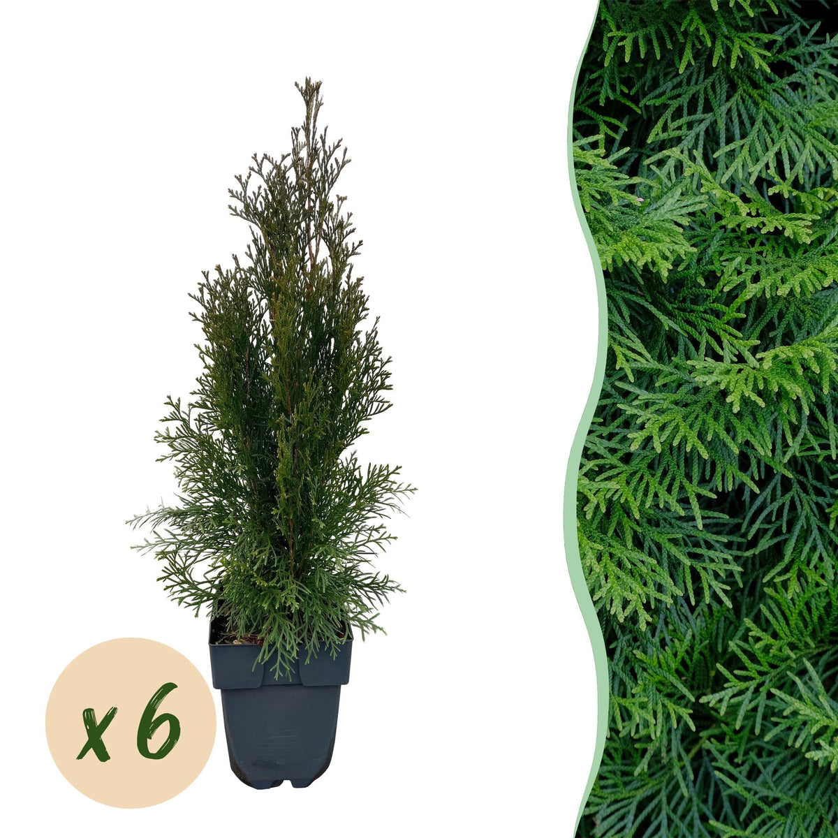 Thuja occidentalis Smaragd, plant in pot