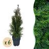Thuja occidentalis Smaragd