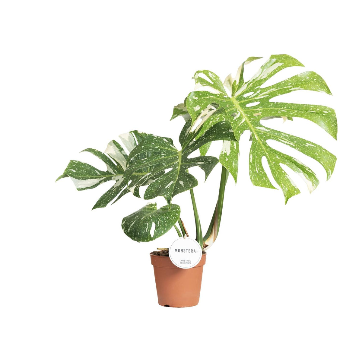 Monstera Thai Constellation, groene bladeren