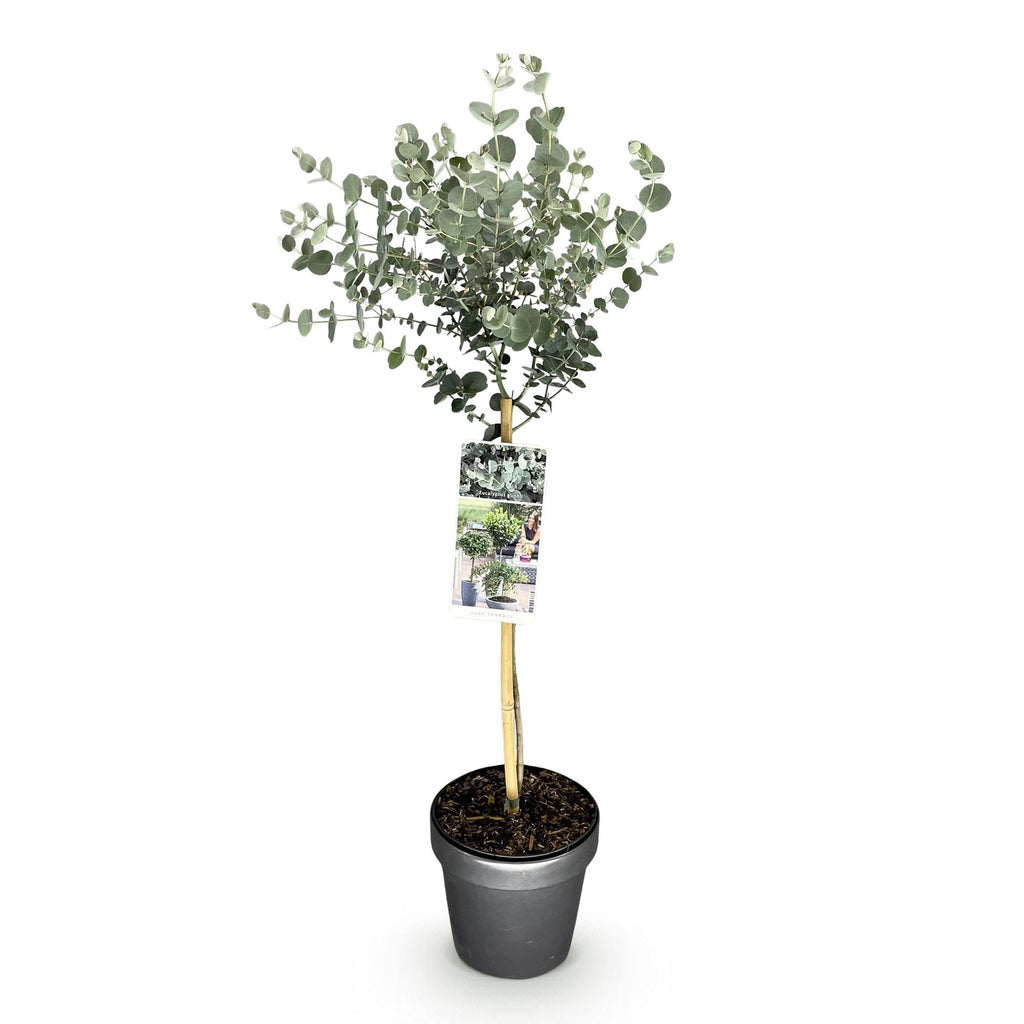 Eucalyptus gunni Azure, kenmerkend blad