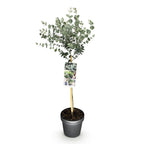 Eucalyptus gunni Azure, kenmerkend blad