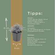 Dryopteris filix-mas